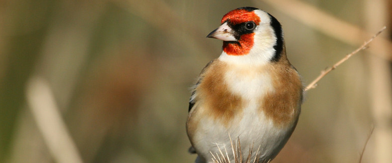 www.natuur-liefhebbers.nl